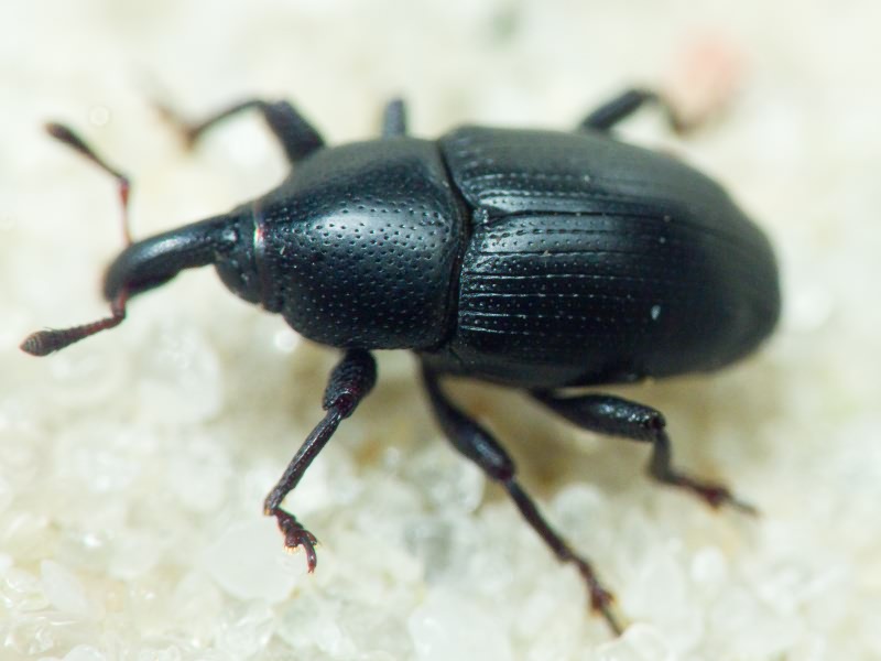 Malvaevora timida (Rossi, 1792)